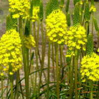 Bulbinella floribunda