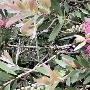 Burgandy jack foliage