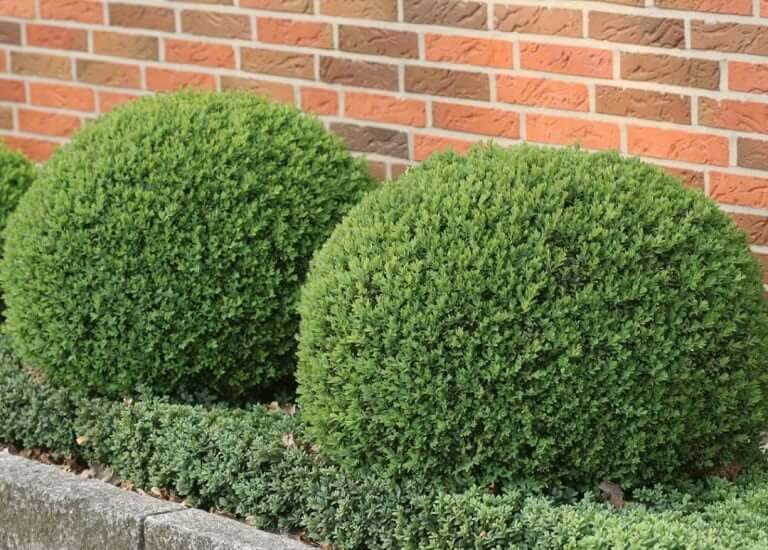 Buxus sempervirens (Box, Common box, American Boxwood) - Plantinfo