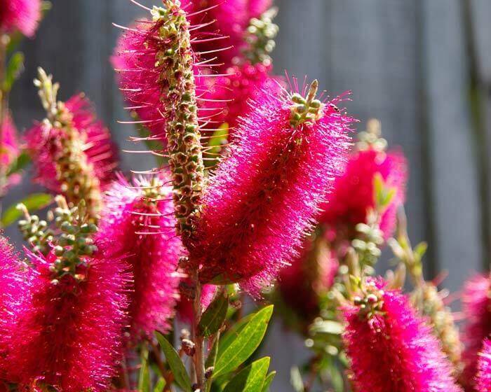 Callistemon citrinus ‘Hot Pink’