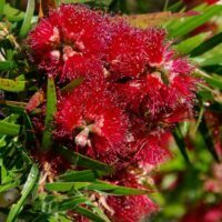 Callistemon  viminalis 'Captain Cook'