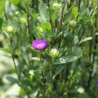 Callistephus chinensis