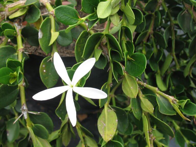 Carissa macrocarpa 'Green Carpet' (Dwarf NumNum,) Plantinfo