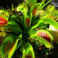 Carnivorous plants