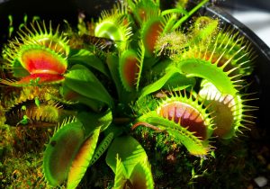 Carnivorous plants