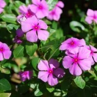 Catharanthus roseus