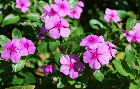 Catharanthus roseus