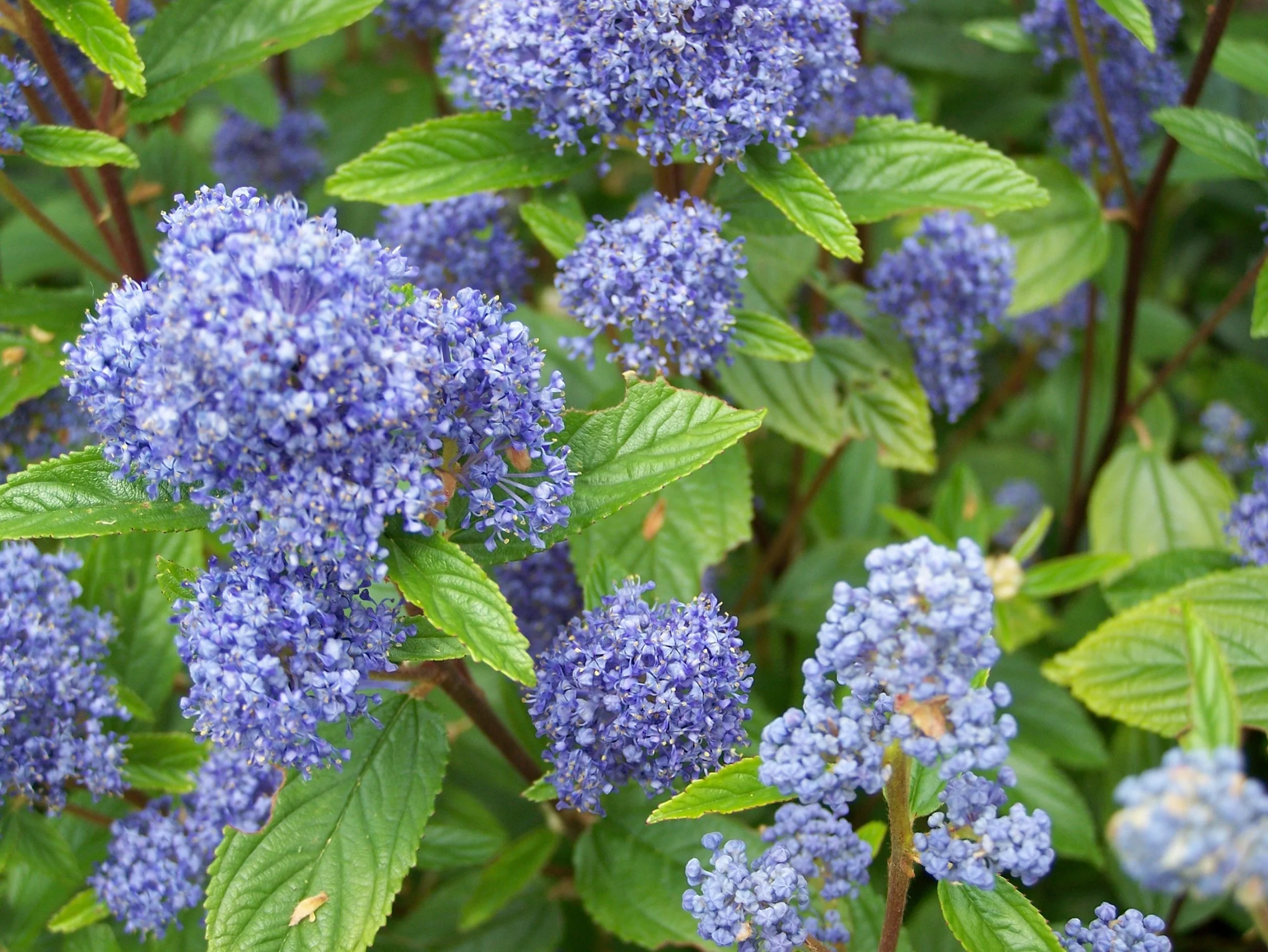 Ceanothus x delilianus 'Gloire de Versailles'