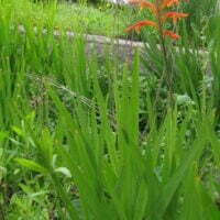 Chasmanthe aethiopica