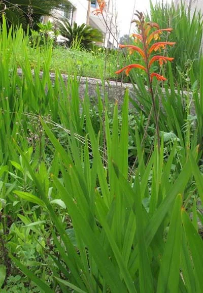 Chasmanthe aethiopica