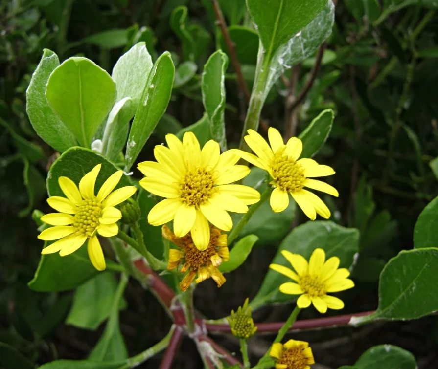Chrysanthemoides monilifera
