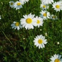 Chrysanthemum species