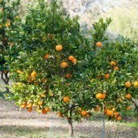 Citrus tangerina