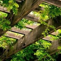 Climbers and Creepers