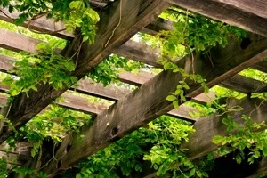 Climbers and Creepers