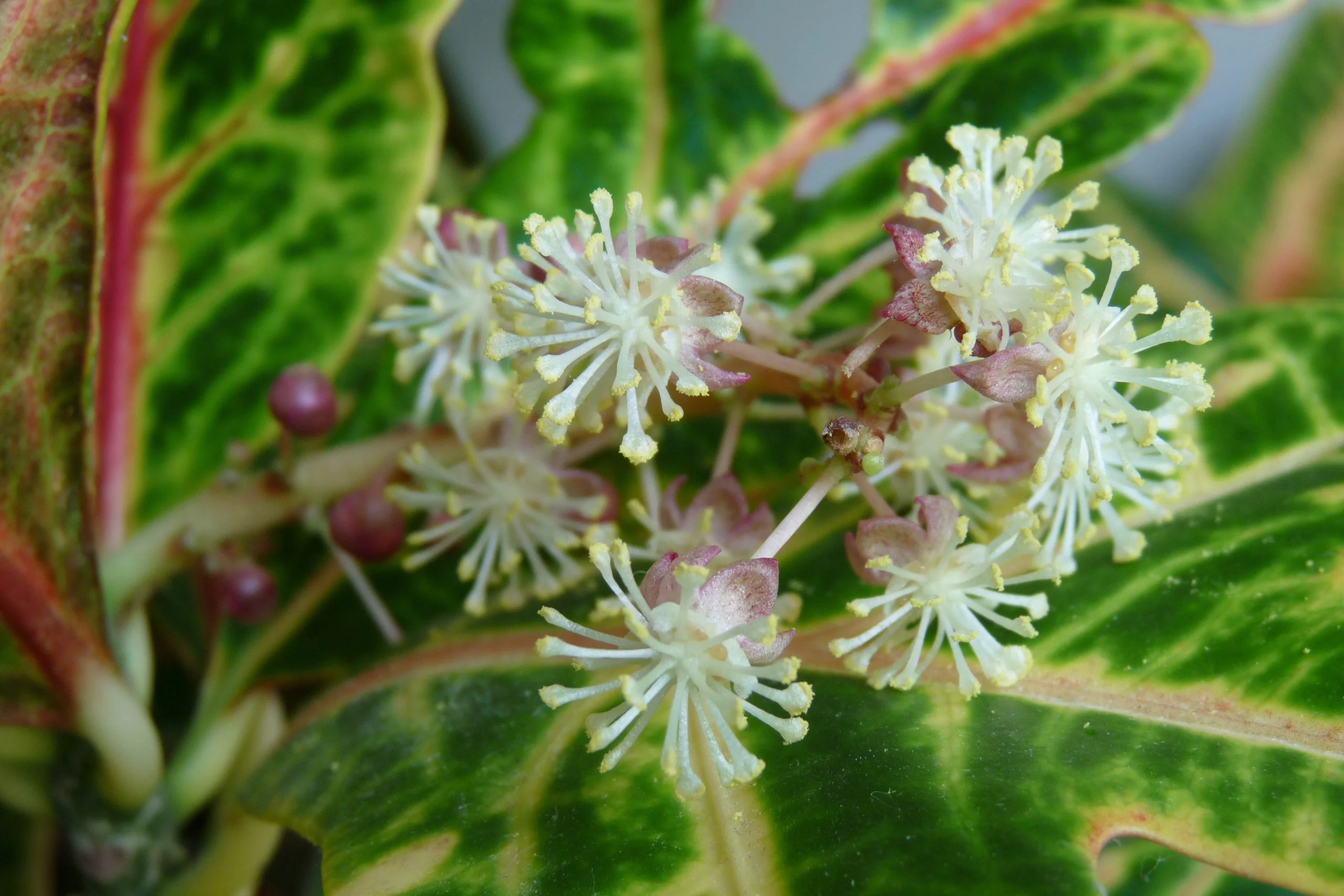 Codiaeum variegatum flower