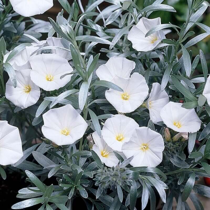 Convolvulus cneorum