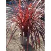 Cordyline 'Red Fountain'