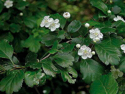 Crataegus x lavallei ‘Carrierei’ flower