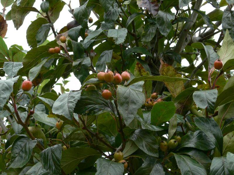 Crataegus x lavallei ‘Carrierei’ foliage