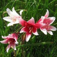Crinum campanulatum