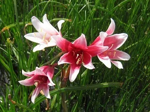 Crinum campanulatum