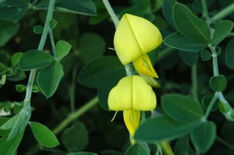 Crotalaria capensis var. obscura foliage