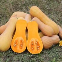 Cucurbita moschata