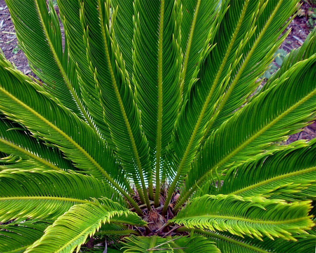 Cycas-Revoluta foliage