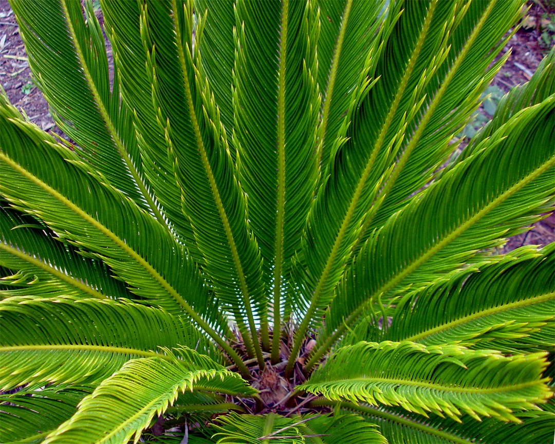 Cycas-Revoluta foliage