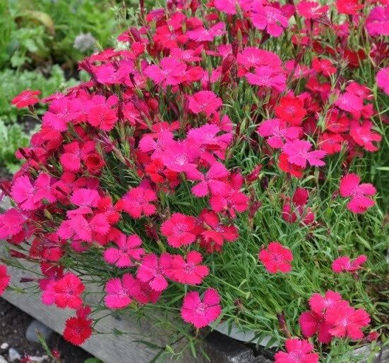 Dianthus deltoides 'Brilliancy' (Maiden Pinks) - Plantinfo