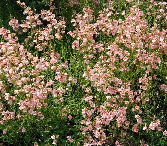 Diascia x 'Joyce's Choice'