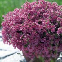 Diascia x 'Lilac Queen'