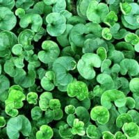 Dichondra repens