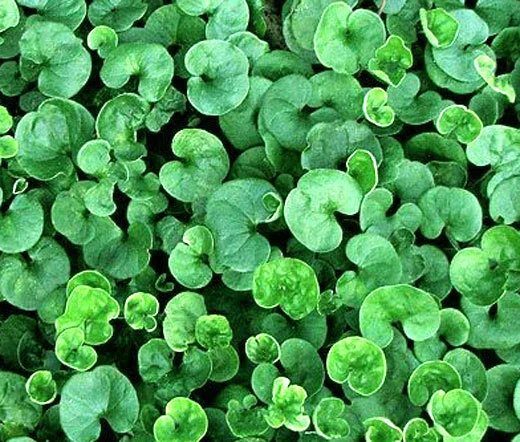 Dichondra repens