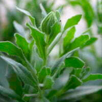 Dimorphotheca aurantiaca flower bud