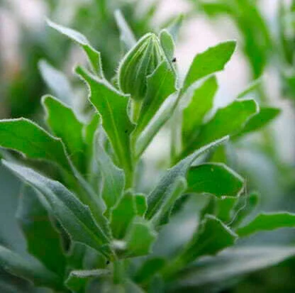 Dimorphotheca aurantiaca flower bud