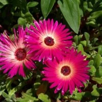 Dorotheanthus bellidiformis