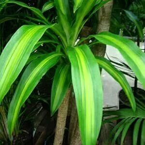 Dracaena fragrans 'Massangeana'