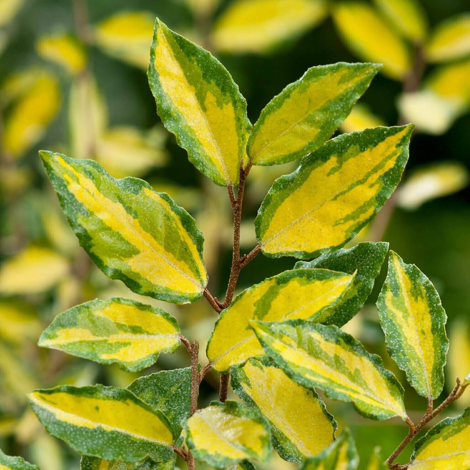 Elaeagnus pungens ‘Maculata’ foliage