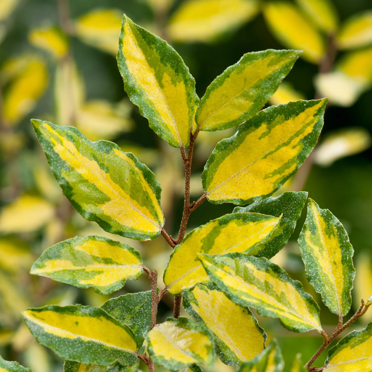 Elaeagnus pungens ‘Maculata’ foliage