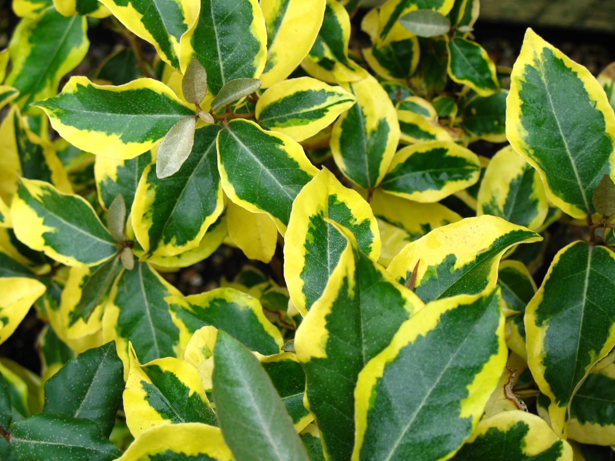 Elaeagnus x ebbingei ‘Gilt Edge’ foliage