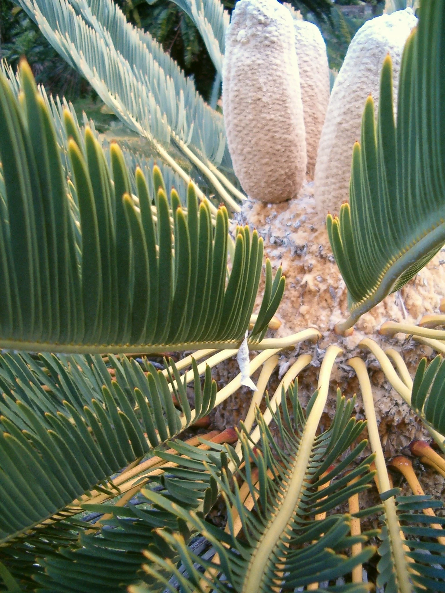 Encephalartos friderici-guilielimi foliage