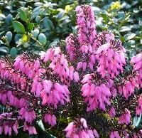 Erica species (Heath) - Plantinfo