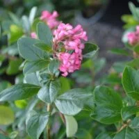 Escallonia exoniensis fradesii 'Pink Princess'