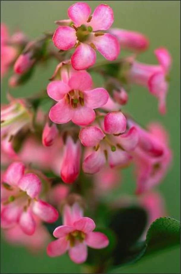 Escallonia exoniensis fradesii ‘Pink Princess’ flower