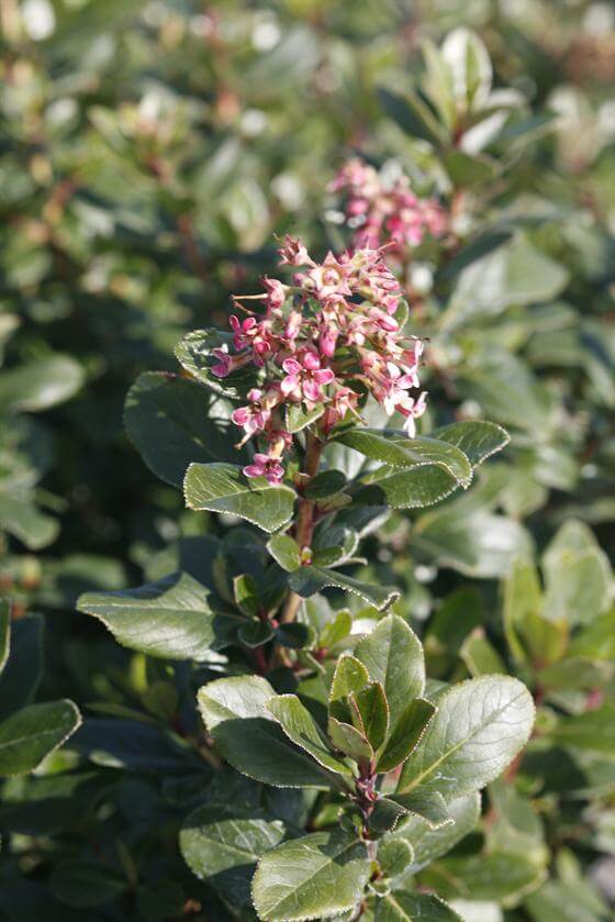 Escallonia exoniensis fradesii ‘Pink Princess’ foliage