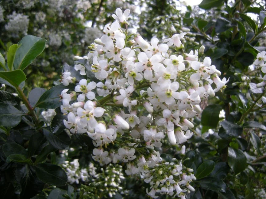 Escallonia x hybrid 'Iveyi'