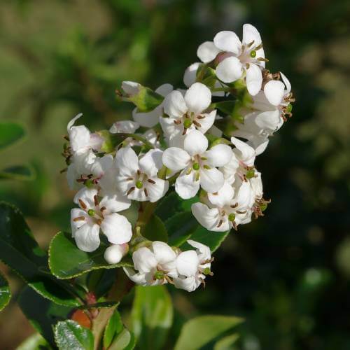 Escallonia x hybrid ‘Iveyi’ flower