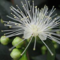 Syzygium paniculatum 'Globulum'